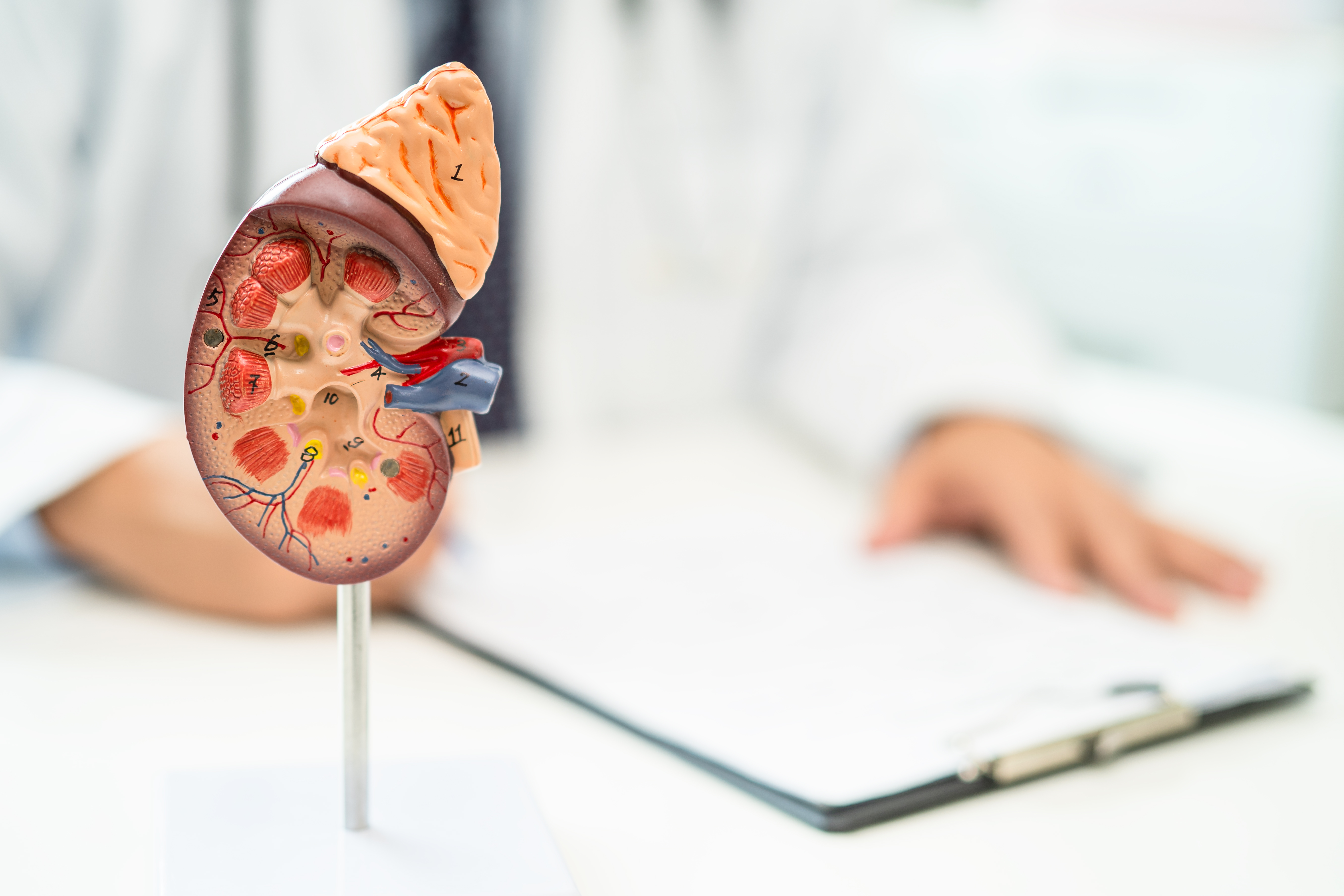 Kidney Transplant Success Rate in India